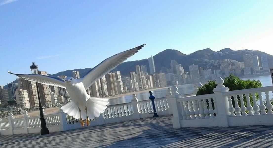 Acuarium Lux Apartment Benidorm Bagian luar foto